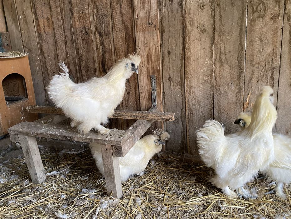 Matase japoneza albe