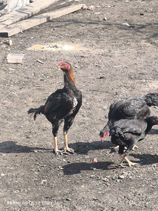 Даканы петух и 3курецы