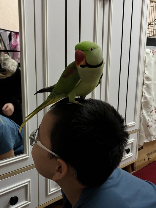 Попугай Александрский ручной