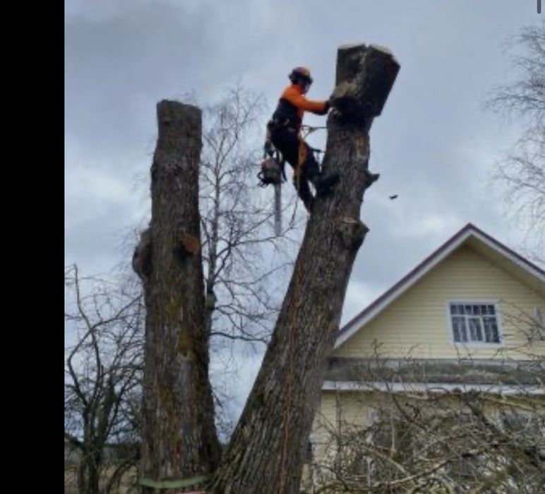 Спил деревьев и Обрезка