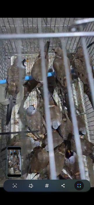 Капский  горлицы