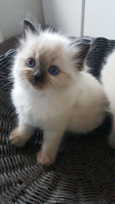 Ragdoll jucauș