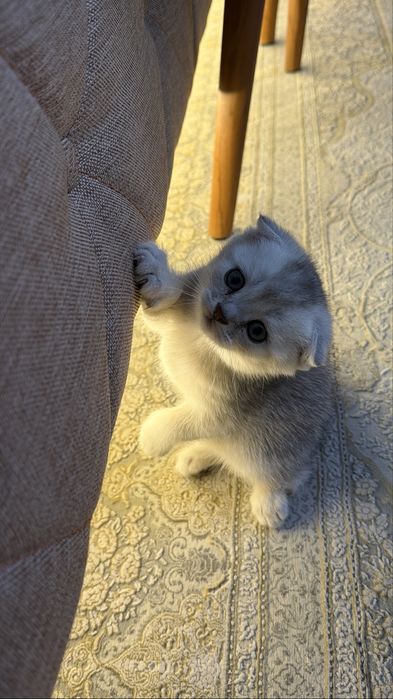 Котята вислоухие шиншиллы