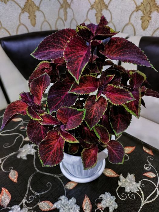 Колеусы, доставка.