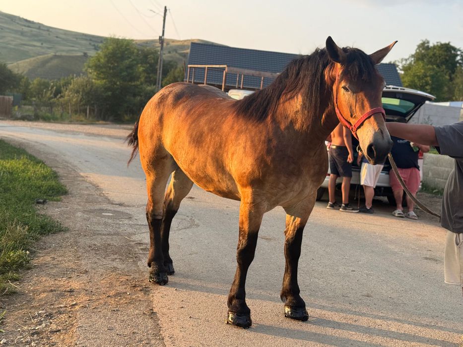 Manza 4 anii garantata
