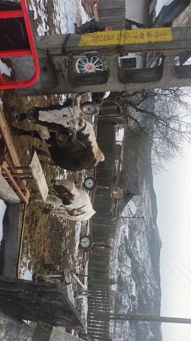 Vacă cu junca de vânzare!!