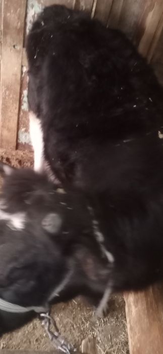 1,5жасар Тана сатылады