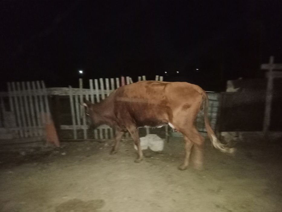 Бұзаулы сиыр сатылады