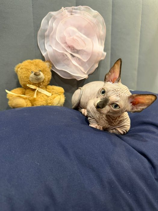 Шикарные сфинксы бамбино и эльф