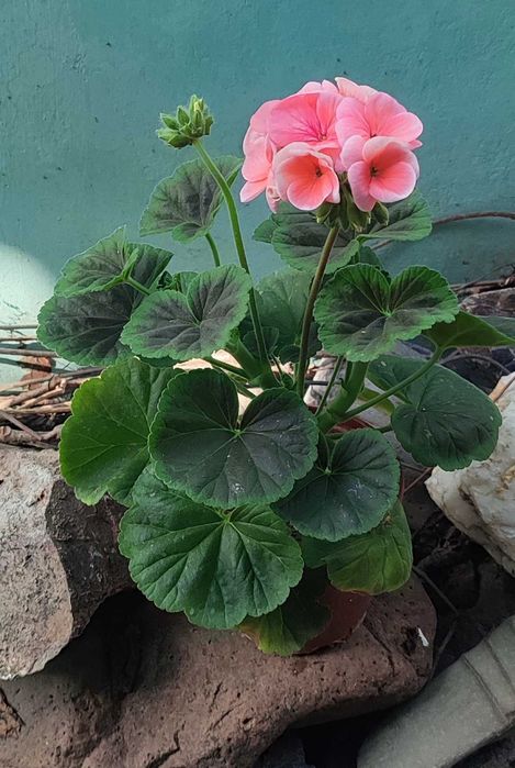 Герань (пеларгония) продам