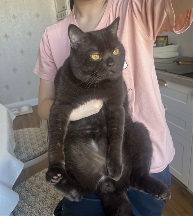 Кот Британец, ищет подругу для вязки.