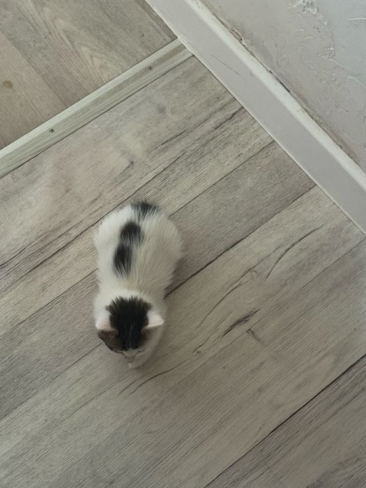 марғаулар ьеріледі