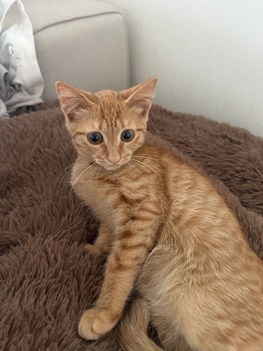 Котенок в добрые руки