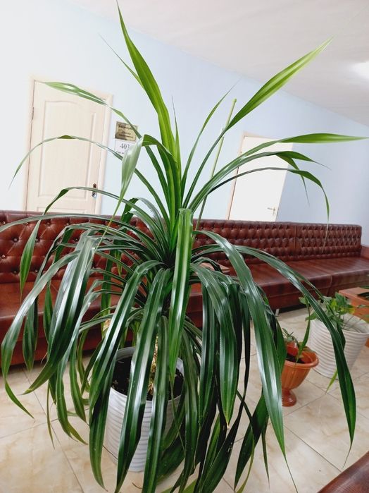 Продается комнатное растение