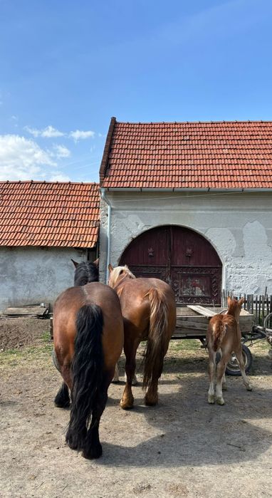 De vânzare doua iepe