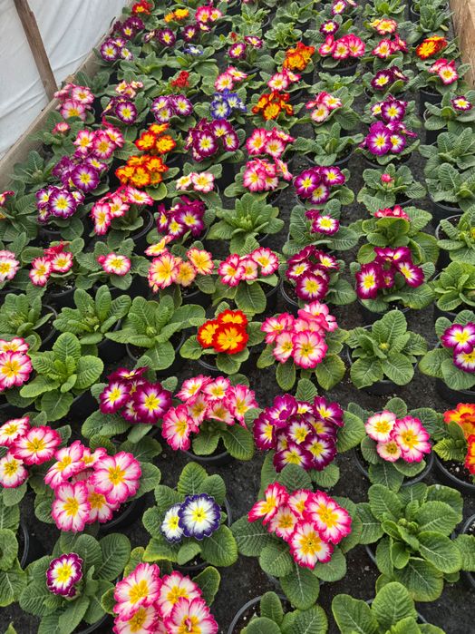 Иглика/ Примула.