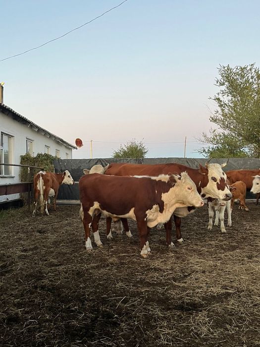 Продам три головы