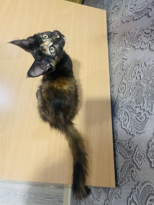 Шикарный котёнок Мейн-кун, девочка