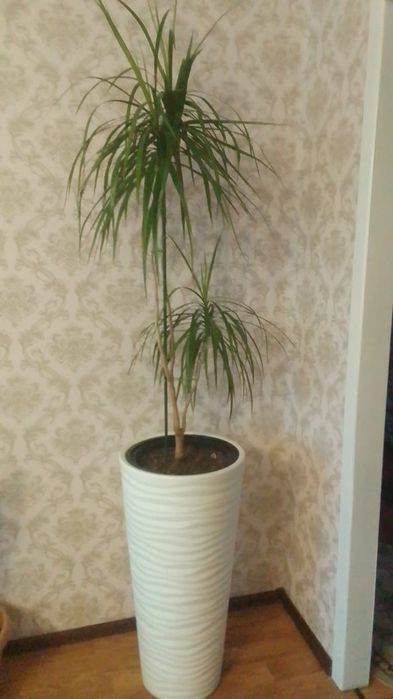 Драцена 50000 тенге