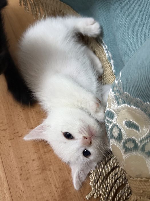 отдам котенка в добрые руки