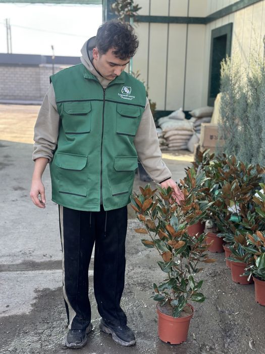 Магнолия Литл Джем Magnoliya Litl Gem