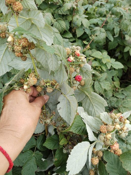 Малина сорт Вислуха