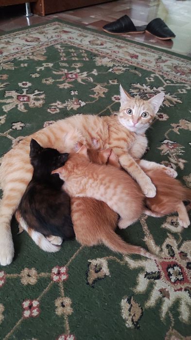Котята район Бозарык
