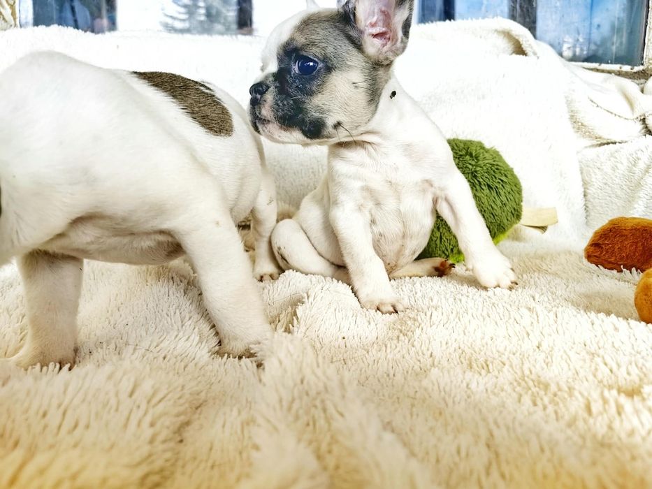Купенца-Френски булдог