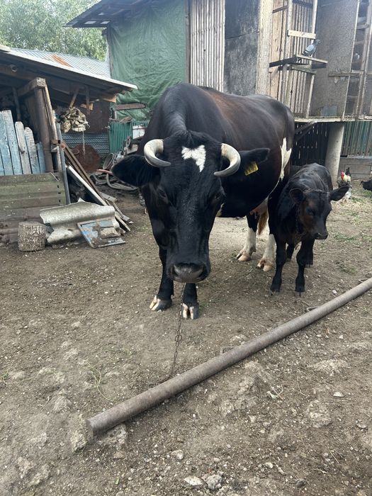 Vand vaca de 4 vitei !