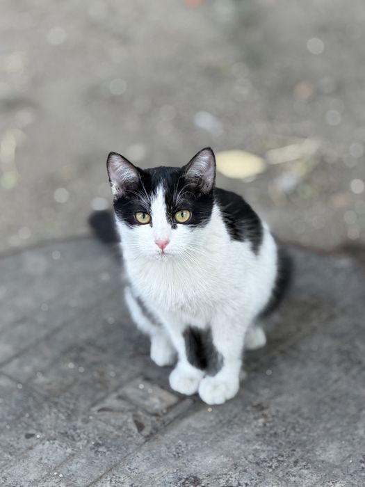 Крошка кошка в ответственные руки