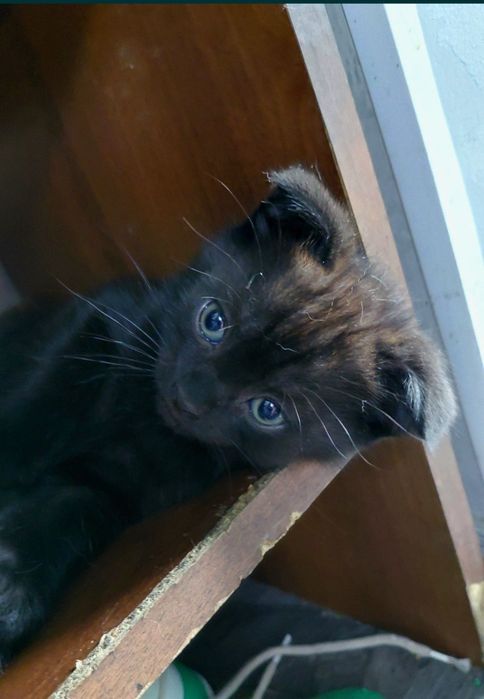 Котята бесплатно