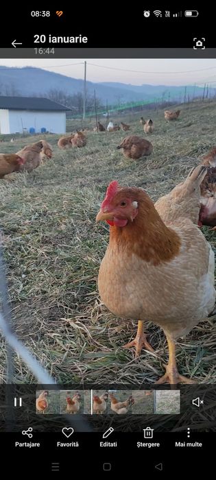 Ouă de țară pentru consum