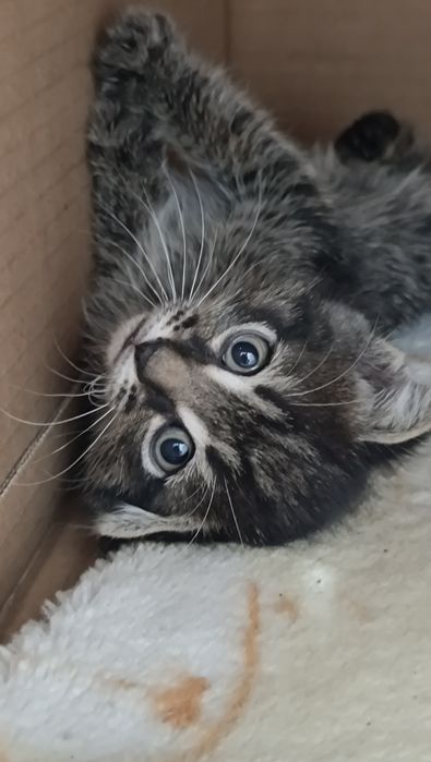 Вислоухий и прямоухий котята
