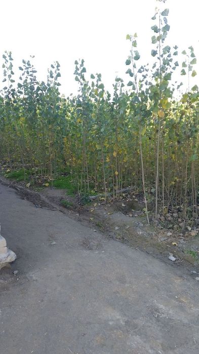 Terak koʻchat sotiladi