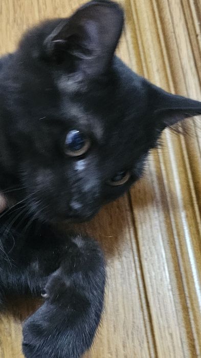 Котенок мальчик...