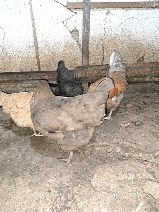 Продам домашний куры двух годовалых