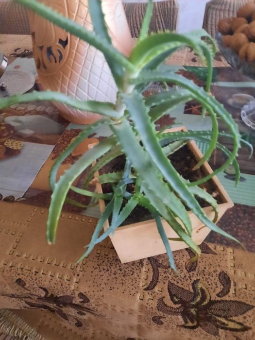 Продаю комнатные цветы