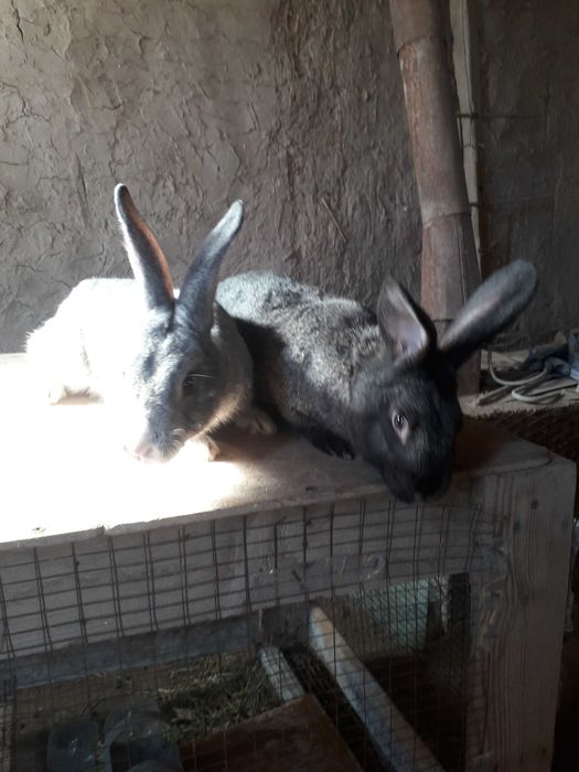 Quyon sotiladi narxini kelishamiz.