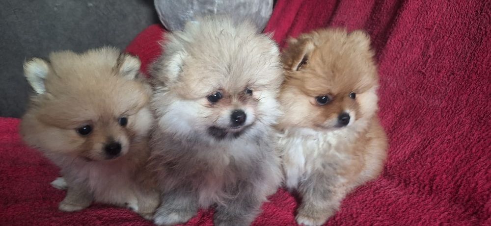 Очаровательные щенки шпица.