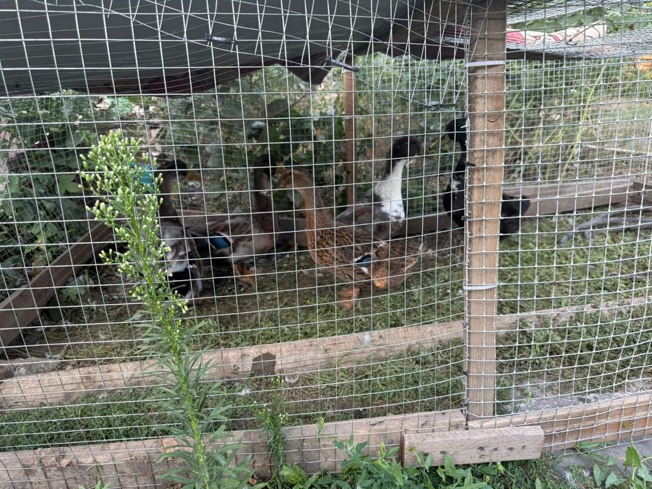 Продам домашних уток