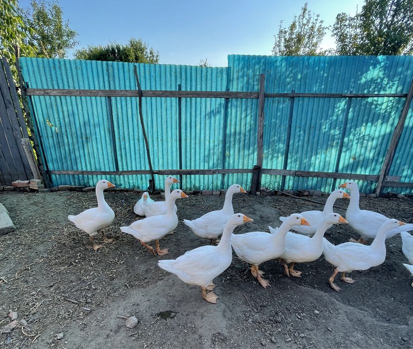 Rațe, cocosi, bibilici