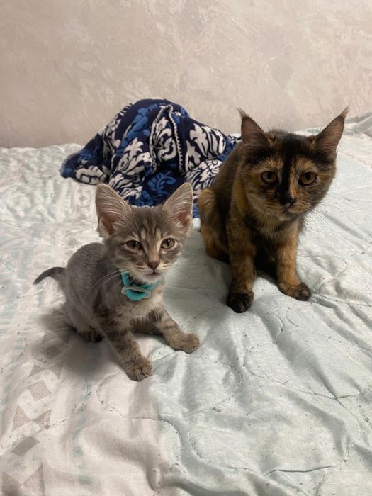 Отдам котенка мальчик 1,5 мес и девочка 6 мес