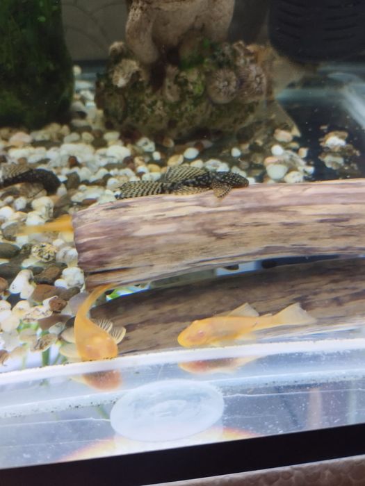 Анциструсы желтые