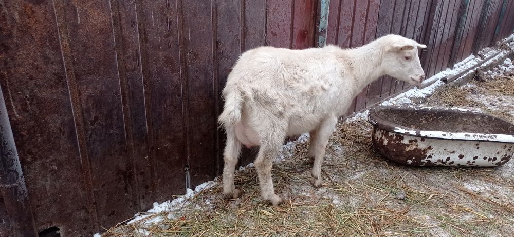 Лакты ешки сатылады