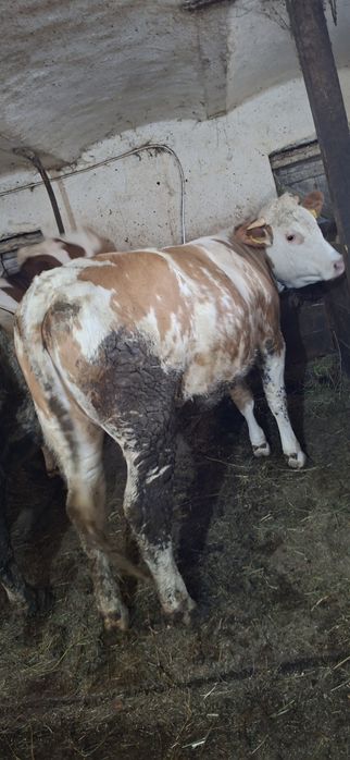 Junincă de vânzare