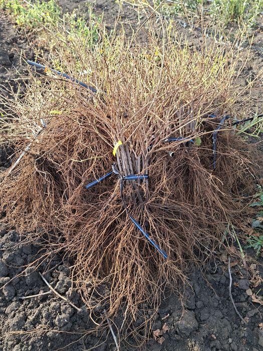 De vânzare Butași viță de vie altoită si hibridă anul 3 de vegetație