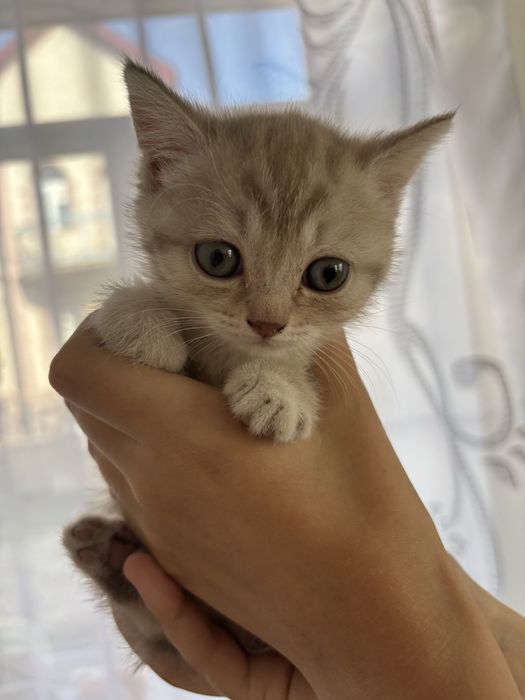 продам шотландских котят