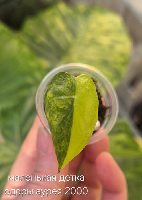 Молодые алоказии