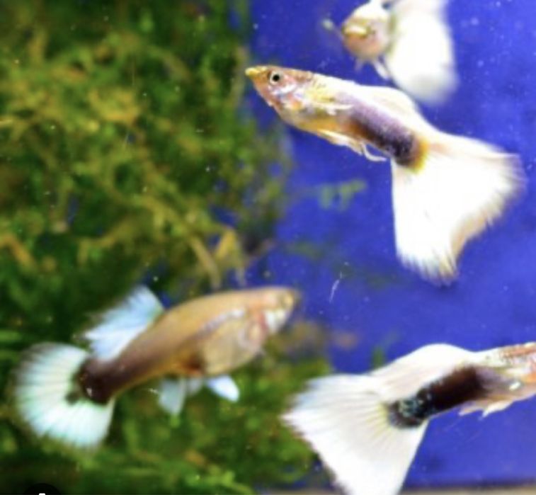 Продам Гуппи Канада чистая линия