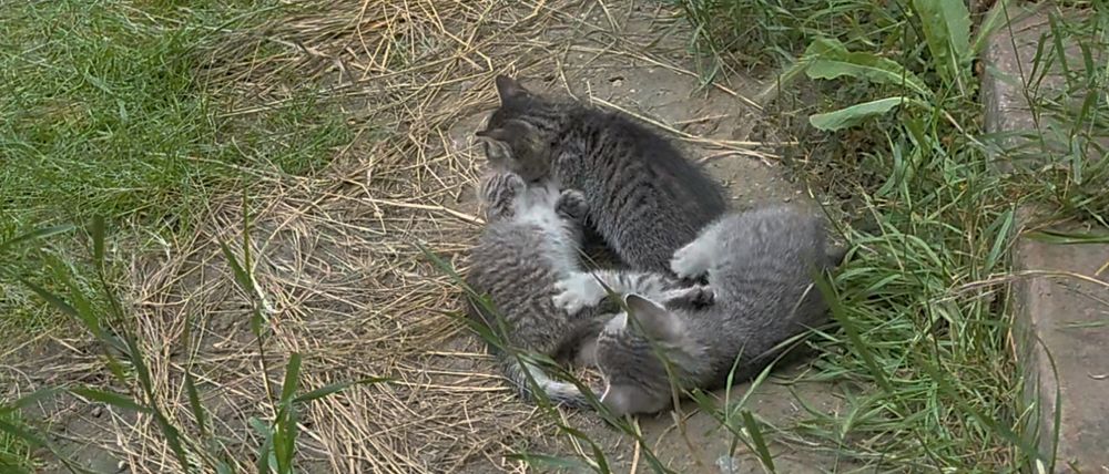 Ofer spre adopție